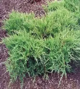 Можжевельник средний Пфитцериана Juniperus media Pfitzeriana